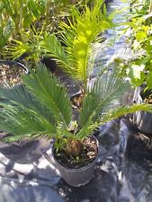 Sago palm tree for sale  Fountain