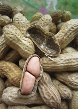 Arachide cacahuète graines d'occasion  Metz-