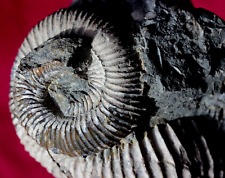 Jolie ammonite déroulée d'occasion  La Roche-sur-Yon