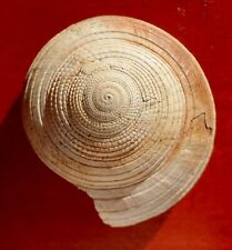 Gastéropode fossile miocène d'occasion  Cuxac-d'Aude
