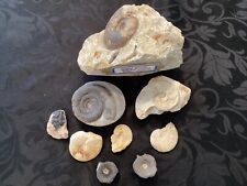 Fossil collection different for sale  ROCHESTER