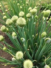 Winterheckenzwiebel allium fis gebraucht kaufen  Bayreuth