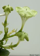 Ceropegia sandersonii fleur d'occasion  Expédié en France