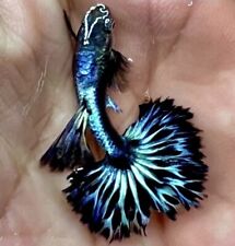 Purple ivory guppy for sale  PETERBOROUGH
