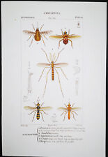 1831,PRETRE ORIGINAL FINE ANTIQUE WATERCOLOUR SUPERB DIPTERA MOSQUITOS XQ2 for sale  Shipping to South Africa