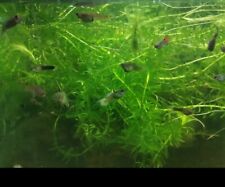 tropical fish guppies for sale tropical fish guppies for sale WARRINGTON