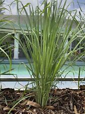 Lemongrass stalks fully for sale  Naples