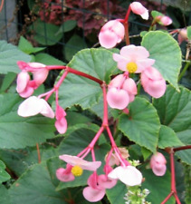 Begonia grandis pink for sale  Olympia