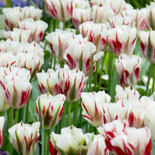 Tulip bulbs. tulipa for sale  LLANDYSUL