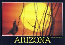 Arizona gambel quail for sale  Warminster