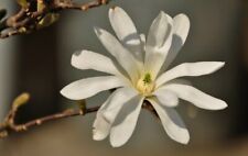 Magnolia stellata magnolia usato  Napoli