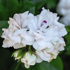 Geranium sybil white for sale  IPSWICH