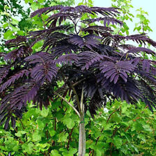 Albizia julibrissin var. for sale  HORSHAM