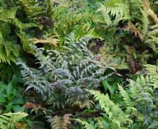 Hardy ferns mix for sale  Shipping to Ireland