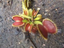 2023-120 Venus atrapa moscas, semillas de Dionaea - dientes grandes, DC todos rojos, diabólicos, hombres lobo segunda mano  Embacar hacia Argentina