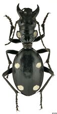 Usado, Coleoptera Carabidae Anthia manerheimi Turkmenistán 44 mm segunda mano  Embacar hacia Argentina