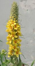 Common mullein 300 for sale  EXETER