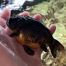 Ranchu goldfish male for sale  LIVERPOOL