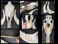 Large horse skull for sale  Beggs
