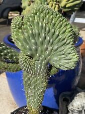 GUANTE DE BOXEO CRESTADO CACTUS-Ccylindropuntia Fulgida var. Mamillata - GRAN RAÍZ segunda mano  Embacar hacia Argentina