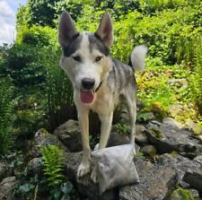 Hundewolle siberian husky gebraucht kaufen  Garmisch-Partenkirchen