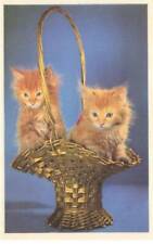 Animaux dc51446 chatons d'occasion  France