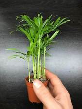 Chamaedorea elegans tiny for sale  UK