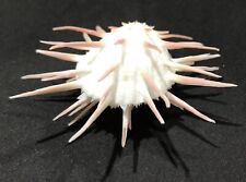 Used, SPONDYLUS IMPERIALIS. for sale  Shipping to South Africa