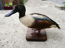 Vintage taxidermie duck d'occasion  Lille-