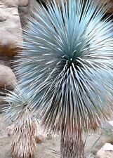 Beaked yucca yuca for sale  Miami