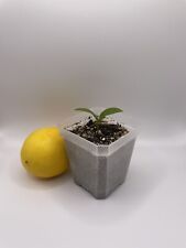 Meyer lemon seedling for sale  San Mateo