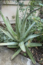 Aloe vera barbados for sale  Rancho Cucamonga