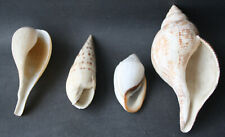 Used, 4 z.T. tropical sea snails, probably FICUS, TEREBRA, FASCIOLARIA??? for sale  Shipping to South Africa