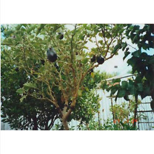 Solanum torvum albero usato  Trappeto
