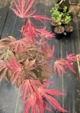 Acer palmatum geisha for sale  Mount Pleasant