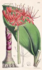 Haemanthus Cinnabarinus America Botany Flower Botany Lithograph Curtis 5314 for sale  Shipping to South Africa
