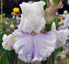 Iris organza 1 usato  Bologna