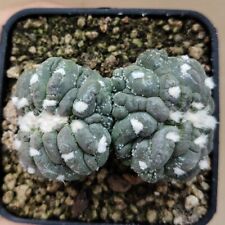 Astrophytum cv. kikko usato  Tramonti