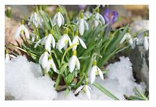 Giant english snowdrops for sale  CRAWLEY