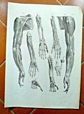 Disegno antico anatomia usato  Cremona