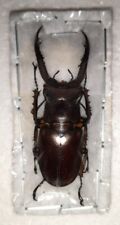 Lucanus angusticornis male for sale  Shipping to Ireland