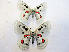 Entomologie Papilionidae Parnassius Wiskotti Pseudo-Fox Couple for sale  Shipping to South Africa