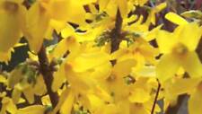 Forsythia lynwood gold for sale  Mcminnville