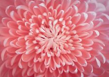 Pink chrysanthemum poster for sale  SELBY