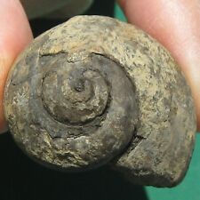 Gastropod Fossil Pleurotomaria kayseri Bolivia for sale  Shipping to South Africa