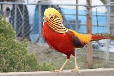 Red golden fresh for sale  Chattaroy