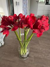 Große amaryllis dunkelrot gebraucht kaufen  Feldafing