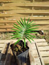 Cycas revoluta panzhihuaensis d'occasion  Belley