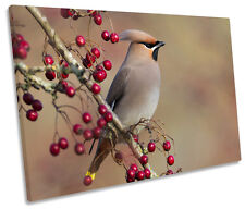 Waxwing bird wildlife for sale  UK