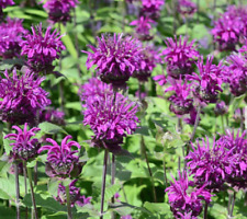 Bee balm purple for sale  Sevierville